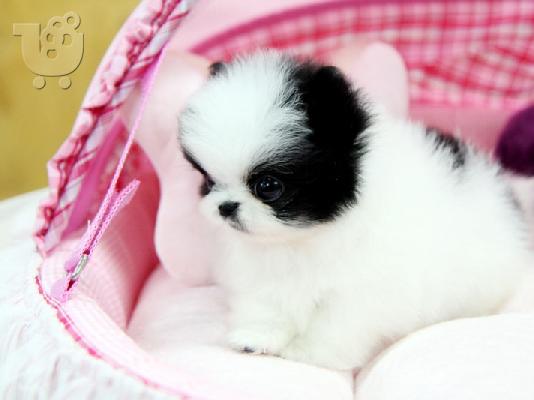 PoulaTo: Pomeranian Puppies - Ready now